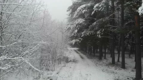 A beautiful snowy winter in the forest.Wintry forest road rolling forward. Видео 145292590