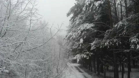 A beautiful snowy winter in the forest.Wintry forest road rolling backwards.   Видео 145292595
