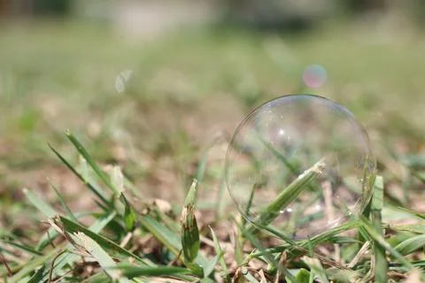 A beautiful soap bubble is gently floating in the green grass Stock Photos