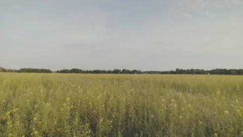 Beautiful soap bubbles fly over the field. Slow motion. Video stock 92182666
