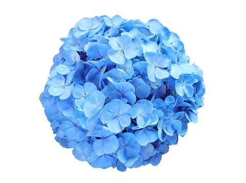 Beautiful soft blue hydrangea,(Hydrangea macrophylla) or Hortensia flower  Stock Photos