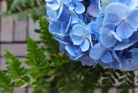 Beautiful soft blue hydrangea,(Hydrangea macrophylla) or Hortensia flower.  Stock Photos