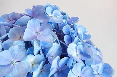 Beautiful soft blue hydrangea,(Hydrangea macrophylla) or Hortensia flower.  Stock Photos