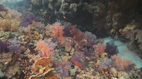 Beautiful soft corals covered by red anthias Stock Footage 22643032