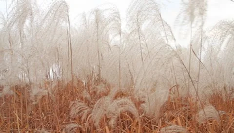 Beautiful soft cotton silver feather grass in field Stock Footage 8909225
