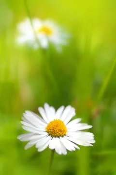 Beautiful, soft daisies Stock Photos