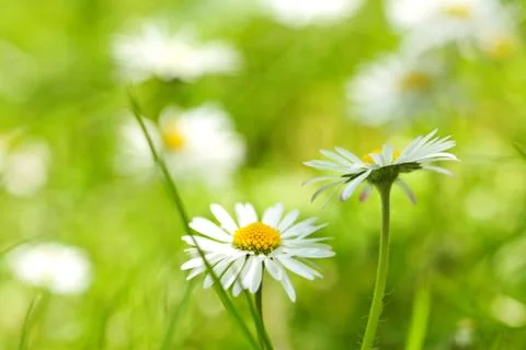 Beautiful, soft daisies Stock Photos