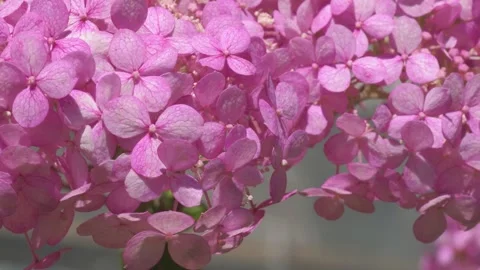Beautiful soft dust- pink hydrangea blossom at sunny day. macro footage Stock Footage 274895679