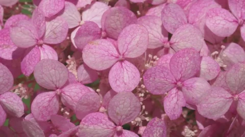 Beautiful soft dust- pink hydrangea blossom at sunny day. macro footag Stock Footage 274896367