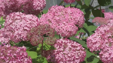 Beautiful soft dust- pink hydrangea blossom at sunny day. close up  footage Stock Footage 274896734