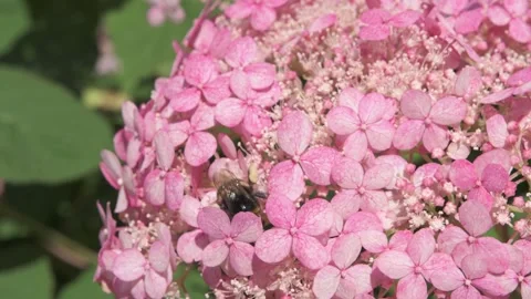 Beautiful soft dust- pink hydrangea blossom with working bumblebee. macro footag Stock Footage 274900121