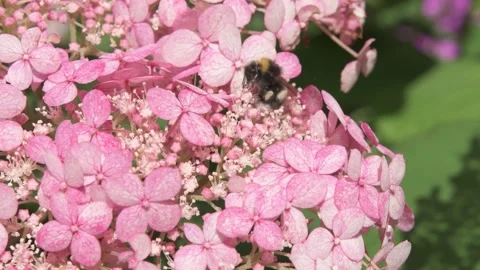 Beautiful soft dust- pink hydrangea blossom with working bumblebee. macro footag Stock Footage 274900287