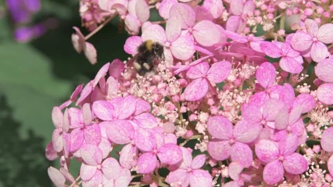 Beautiful soft dust- pink hydrangea blossom with working bumblebee. macro footag Stock Footage 274900310