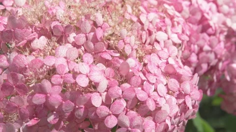Beautiful soft dust- pink hydrangea blossom with working bumblebee. macro footag Stock Footage 274900382