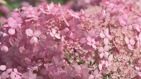 Beautiful soft dust- pink hydrangea blossom at sunny day. macro footag Stock Footage 274900492