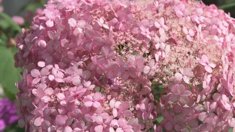 Beautiful soft dust- pink hydrangea blossom at sunny day. close up footag Stock Footage 274900600