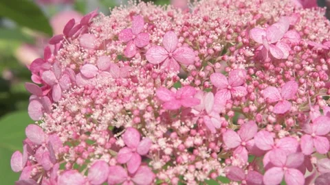 Beautiful soft dust- pink hydrangea blossom with working bumblebee. macro footag Stock Footage 274900772