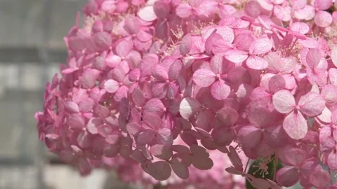 Beautiful soft dust- pink hydrangea blossom with working bumblebee. macro footag Stock Footage 274900985