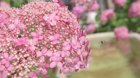 Beautiful soft dust- pink hydrangea blossom in garden. close up footag Stockbeeldmateriaal 274901221