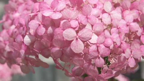 Beautiful soft dust- pink hydrangea blossom at sunny day. macro footag Stock Footage 274901466