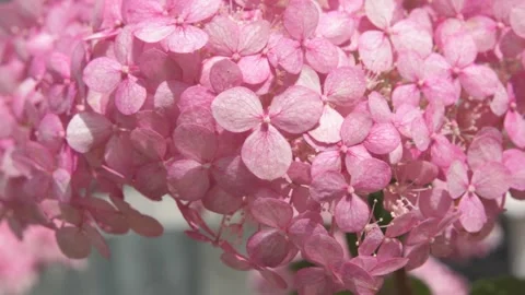 Beautiful soft dust- pink hydrangea blossom at sunny day. macro footag Stock Footage 274901467