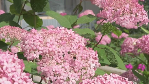 Beautiful soft dust- pink hydrangea blossom at sunny day. close up footag Stock Footage 274902220