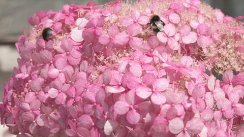 Beautiful soft dust- pink hydrangea blossom with working bumblebee. macro footag Stock Footage 275855063