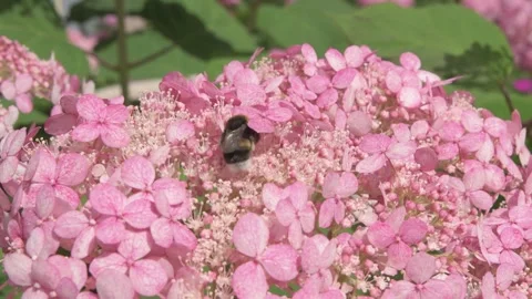 Beautiful soft dust- pink hydrangea blossom with working bumblebee. macro footag Stock Footage 275856545