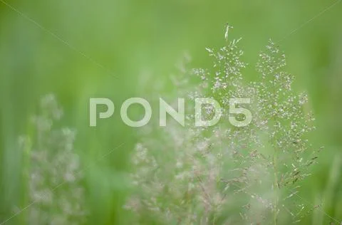 Beautiful soft green blossoming Grass Stock Photos
