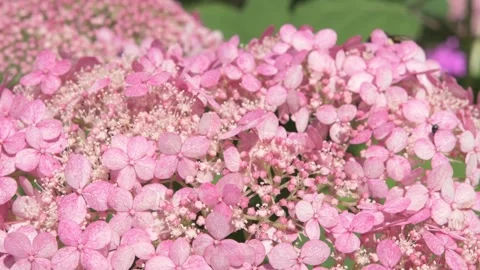 Beautiful soft pink hydrangea blossom in garden. close up footage Stock Footage 254811848