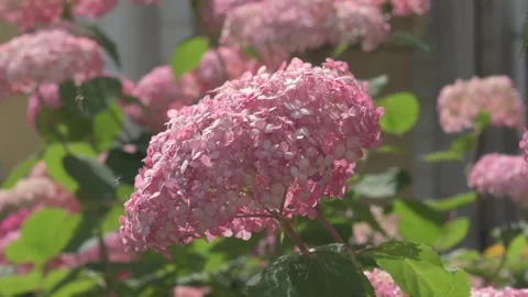 Beautiful soft pink hydrangea blossom in garden. close up footage Stock Footage 254960881