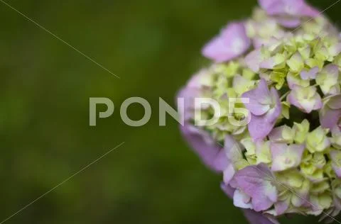 Beautiful Soft Pink Hydrangea Stock Photos