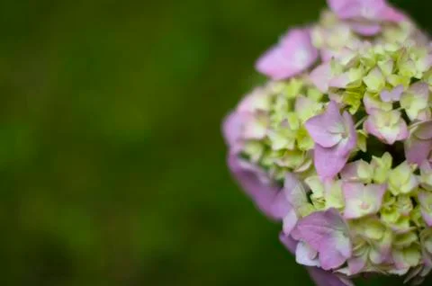 Beautiful Soft Pink Hydrangea Foto stock