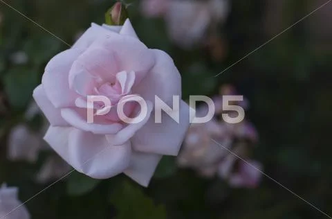 Beautiful soft pink rose Stock Photos