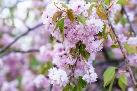 Beautiful soft pink spring Cherry blossom flowers and buds on the Prunus 'Kanzan Stock Photos