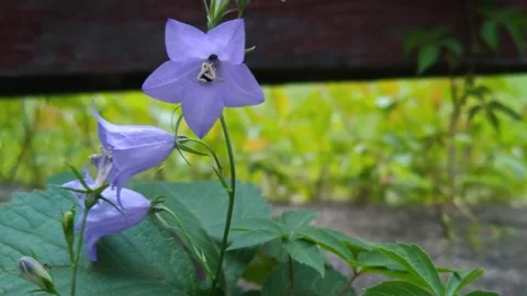 Beautiful soft purple flowers Stock Footage 312230670