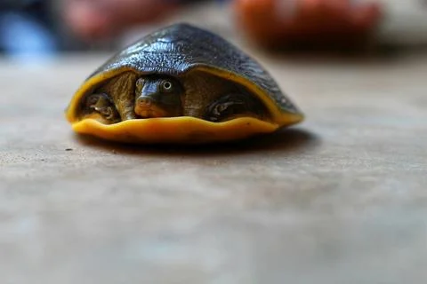Beautiful soft scale terrapin turtle in hand in nice blur background Stock Photos