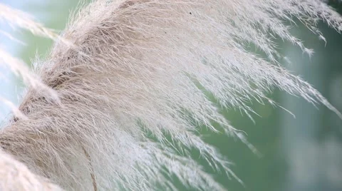 Beautiful soft silver feather grass swaying in the wind Video stock 56815087