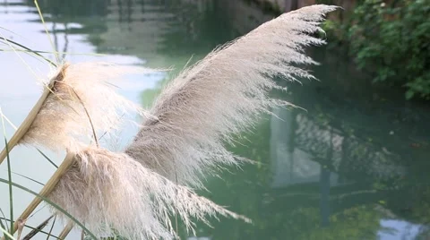 Beautiful soft silver feather grass swaying in the wind against water village Stock Footage 56815208