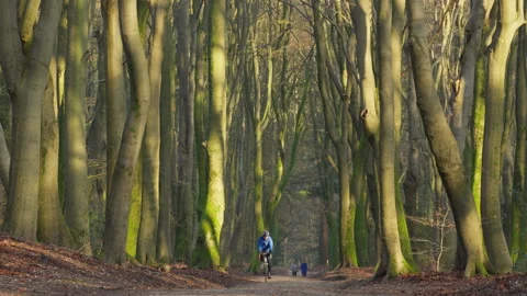 Beautiful soft sunlight lit forest in winter. cyclist and some hikers enjoying Stock Footage 269189440