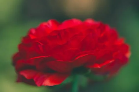 Beautiful soft tender background Stock Photos