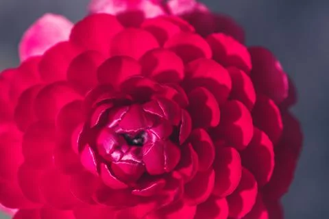 Beautiful soft tender background Stock Photos