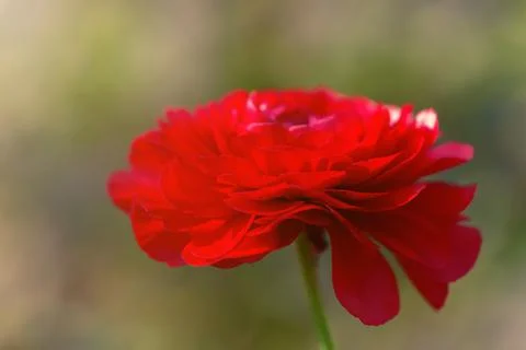 Beautiful soft tender background Stock-Fotos