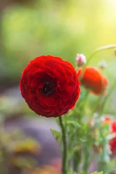 Beautiful soft tender background Stock Photos