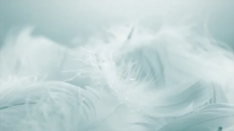 Beautiful soft white abstract feathers on blue background, soft white feather Stock Footage 293786331
