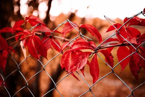 Beautiful solid bright red-green natural background is presented wild grape form Stockfoto's