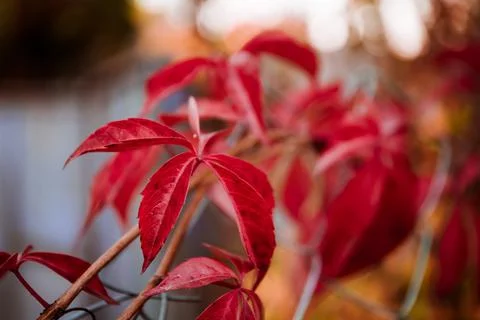 Beautiful solid bright red natural wild grape plant background 스톡 사진