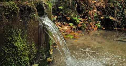 A beautiful source of fresh water without people in the autumn forest. Clear Stock Footage 252887467