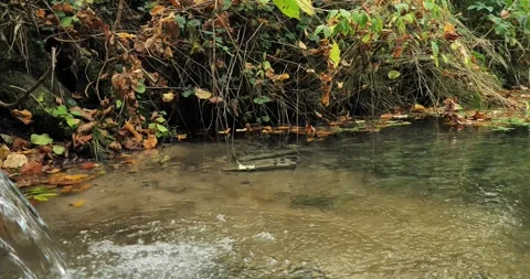 A beautiful source of fresh water without people in the autumn forest. Clear Stock Footage 252887632