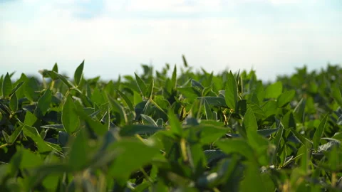 Beautiful soybean plant. Soy leaves. Soy... | Stock Video | Pond5